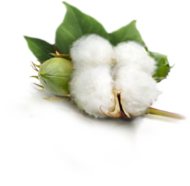 bci cotton